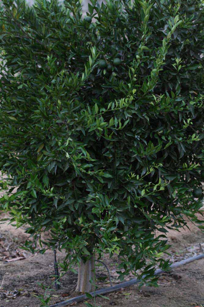              Habit (Riverside, CA)       